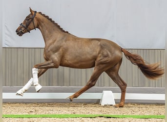 Koń westfalski, Klacz, 3 lat, 169 cm, Kasztanowata