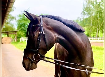 Koń westfalski, Klacz, 3 lat, 170 cm, Ciemnogniada