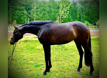 Koń westfalski, Klacz, 3 lat, 170 cm, Ciemnogniada