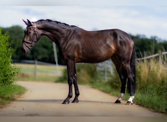 Koń westfalski, Klacz, 3 lat, 170 cm, Ciemnogniada