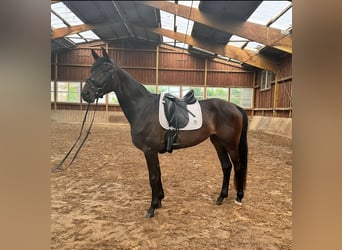 Koń westfalski, Klacz, 3 lat, 170 cm, Ciemnogniada