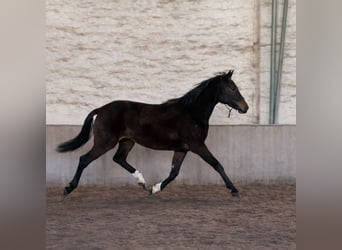 Koń westfalski, Klacz, 3 lat, 170 cm, Ciemnogniada