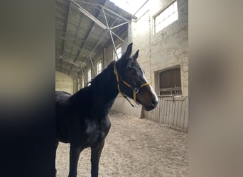 Koń westfalski, Klacz, 3 lat, 170 cm, Ciemnogniada