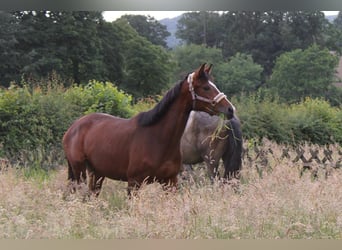 Koń westfalski, Klacz, 3 lat, 170 cm, Gniada