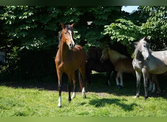 Koń westfalski, Klacz, 3 lat, 170 cm, Gniada