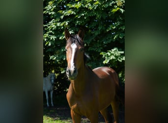 Koń westfalski, Klacz, 3 lat, 170 cm, Gniada