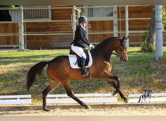 Koń westfalski, Klacz, 3 lat, 170 cm, Gniada