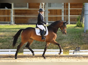 Koń westfalski, Klacz, 3 lat, 170 cm, Gniada