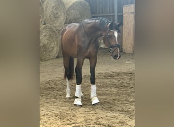 Koń westfalski, Klacz, 3 lat, 170 cm, Gniada