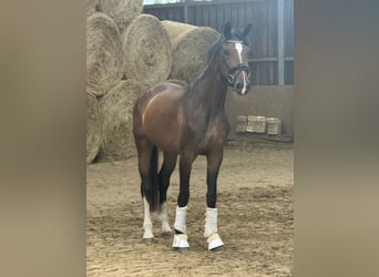 Koń westfalski, Klacz, 3 lat, 170 cm, Gniada