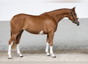 Koń westfalski, Klacz, 3 lat, 172 cm, Ciemnokasztanowata