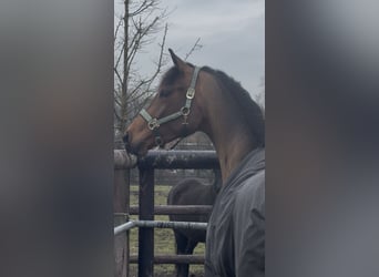 Koń westfalski, Klacz, 3 lat, 172 cm, Gniada