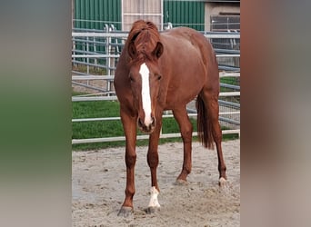 Koń westfalski, Klacz, 3 lat, 172 cm, Kasztanowata