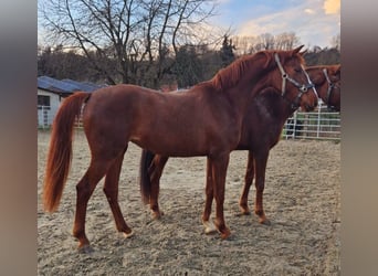 Koń westfalski, Klacz, 3 lat, 172 cm, Kasztanowata