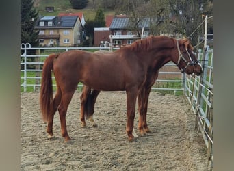 Koń westfalski, Klacz, 3 lat, 172 cm, Kasztanowata