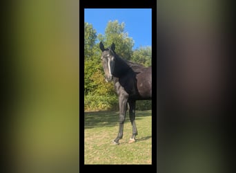 Koń westfalski, Klacz, 3 lat, 173 cm, Karosiwa