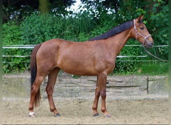 Koń westfalski, Klacz, 3 lat, 174 cm