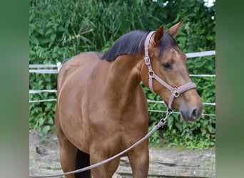 Koń westfalski, Klacz, 3 lat, 174 cm