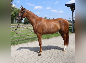 Koń westfalski, Klacz, 3 lat, 175 cm, Ciemnokasztanowata