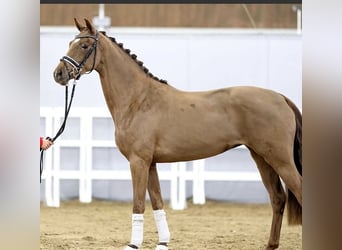 Koń westfalski, Klacz, 4 lat, 155 cm, Ciemnokasztanowata