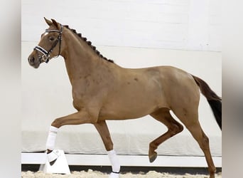 Koń westfalski, Klacz, 4 lat, 155 cm, Ciemnokasztanowata