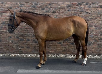 Koń westfalski, Klacz, 4 lat, 160 cm, Ciemnokasztanowata