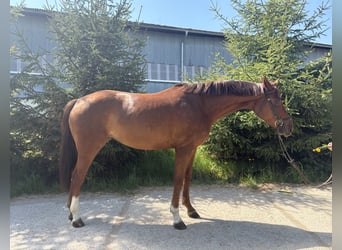 Koń westfalski, Klacz, 4 lat, 160 cm, Ciemnokasztanowata