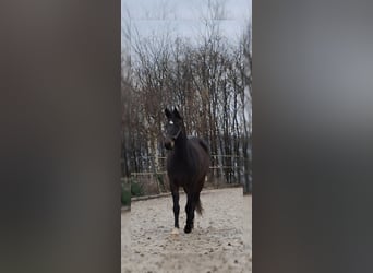 Koń westfalski, Klacz, 4 lat, 160 cm, Gniada