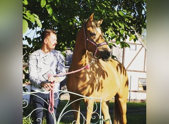 Koń westfalski, Klacz, 4 lat, 161 cm, Izabelowata