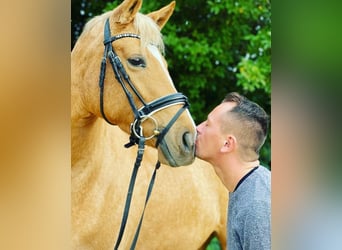 Koń westfalski, Klacz, 4 lat, 161 cm, Izabelowata