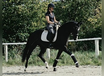 Koń westfalski, Klacz, 4 lat, 161 cm, Kara