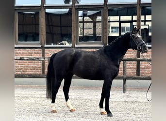 Koń westfalski, Klacz, 4 lat, 162 cm, Kara