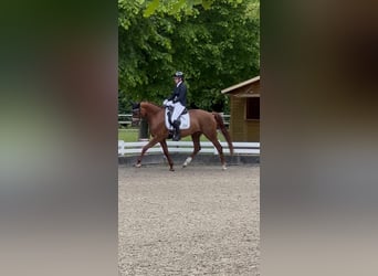 Koń westfalski, Klacz, 4 lat, 162 cm, Kasztanowata