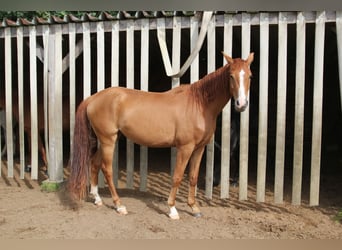 Koń westfalski, Klacz, 4 lat, 162 cm, Kasztanowata