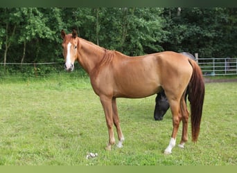 Koń westfalski, Klacz, 4 lat, 162 cm, Kasztanowata