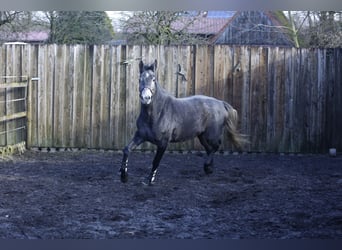 Koń westfalski, Klacz, 4 lat, 162 cm, Siwa