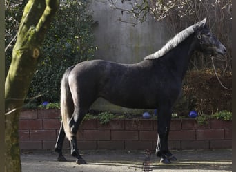 Koń westfalski, Klacz, 4 lat, 162 cm, Siwa