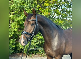 Koń westfalski, Klacz, 4 lat, 163 cm, Ciemnogniada