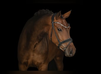 Koń westfalski, Klacz, 4 lat, 163 cm, Gniada
