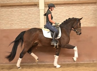 Koń westfalski, Klacz, 4 lat, 163 cm, Gniada