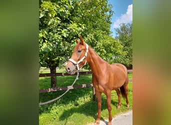 Koń westfalski, Klacz, 4 lat, 163 cm, Kasztanowata