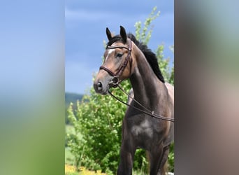 Koń westfalski, Klacz, 4 lat, 163 cm, Siwa