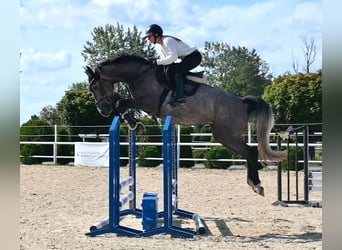 Koń westfalski, Klacz, 4 lat, 163 cm, Siwa