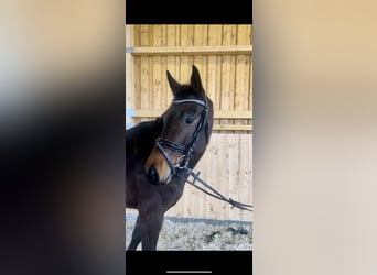 Koń westfalski, Klacz, 4 lat, 164 cm, Gniada
