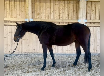 Koń westfalski, Klacz, 4 lat, 164 cm, Gniada