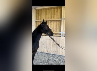 Koń westfalski, Klacz, 4 lat, 164 cm, Gniada