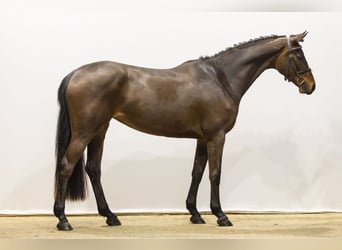 Koń westfalski, Klacz, 4 lat, 164 cm, Gniada