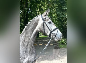 Koń westfalski, Klacz, 4 lat, 164 cm, Siwa jabłkowita