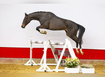 Koń westfalski, Klacz, 4 lat, 165 cm, Ciemnogniada