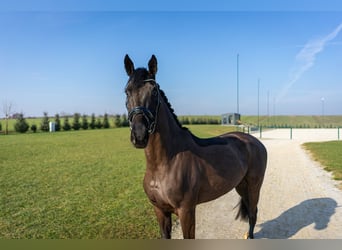 Koń westfalski, Klacz, 4 lat, 165 cm, Ciemnogniada